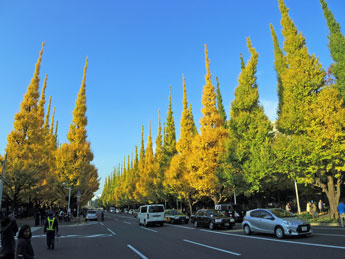11月18日午後のイチョウ並木