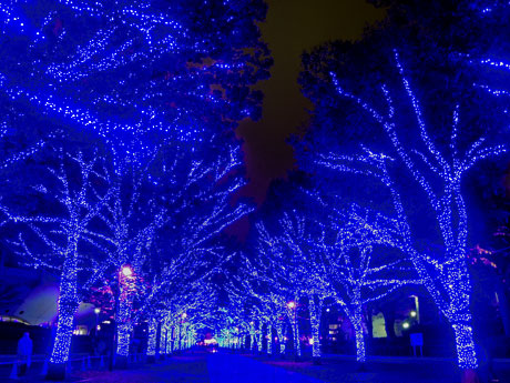 「光沢マット」を敷いて洞窟のような雰囲気を演出する代々木公園・ケヤキ並木