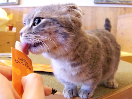 一口分の「モンプチ ピューレKISS」を手で与える体験ができる