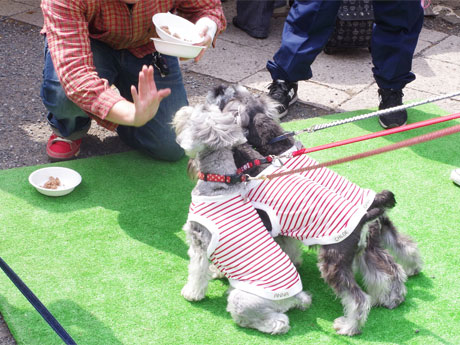 どれだけ「待て」をできるかを競う「マテ選手権」なども開催（写真は過去開催時の様子）