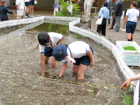 「ひとめぼれ」の苗を植える神南小学校の児童たち