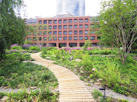 100種類以上の植物を植えた「サッポロ広場」。奥の建物がサッポログループ本社
