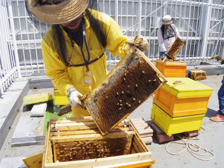 巣箱から蜂蜜がたまった巣枠を取り出していく