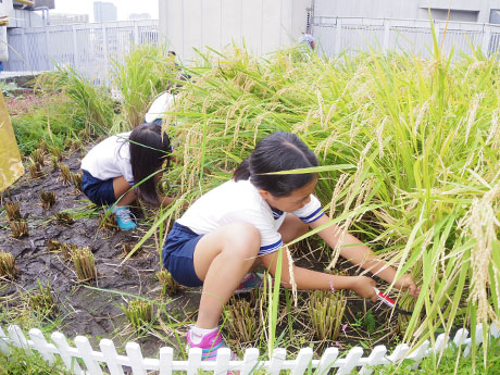 稲刈りを体験した児童たち