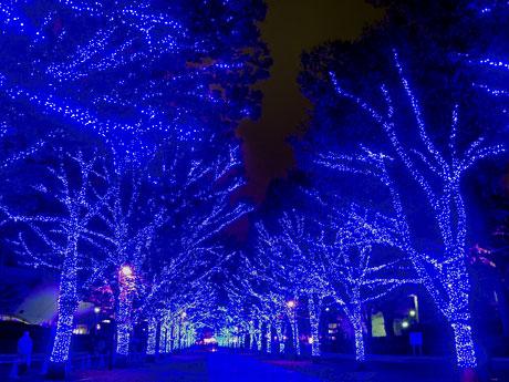 昨年に続き今年も公園通り〜代々木公園ケヤキ並木がブルーに染まる（写真は昨年の様子）