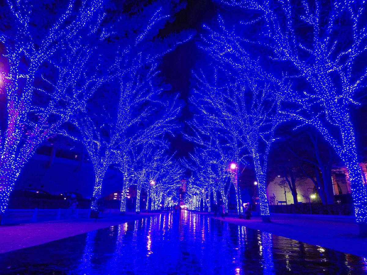 る代々木公園ケヤキ並木の様子