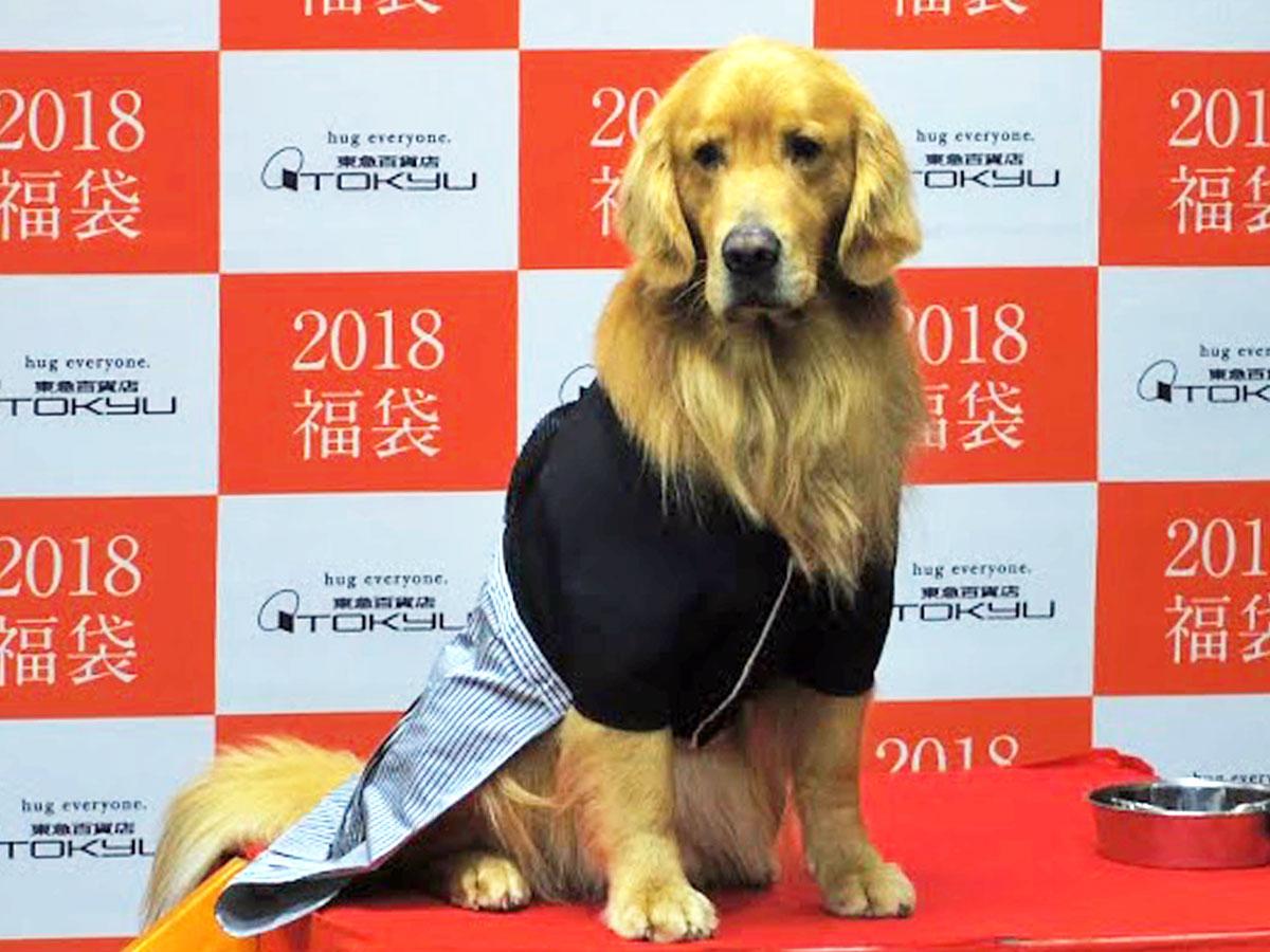 アマゾンプライムのCMで注目を集めたゴールデンレトリバーのゼウス