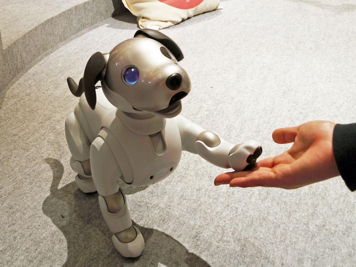 「お手」をするaibo