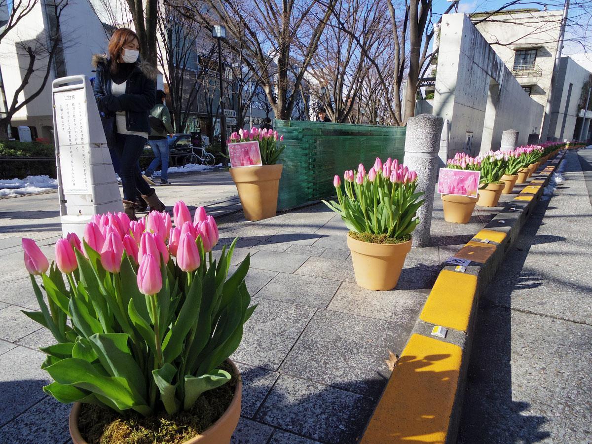 新潟県産のチューリップを飾り一足早い春を演出