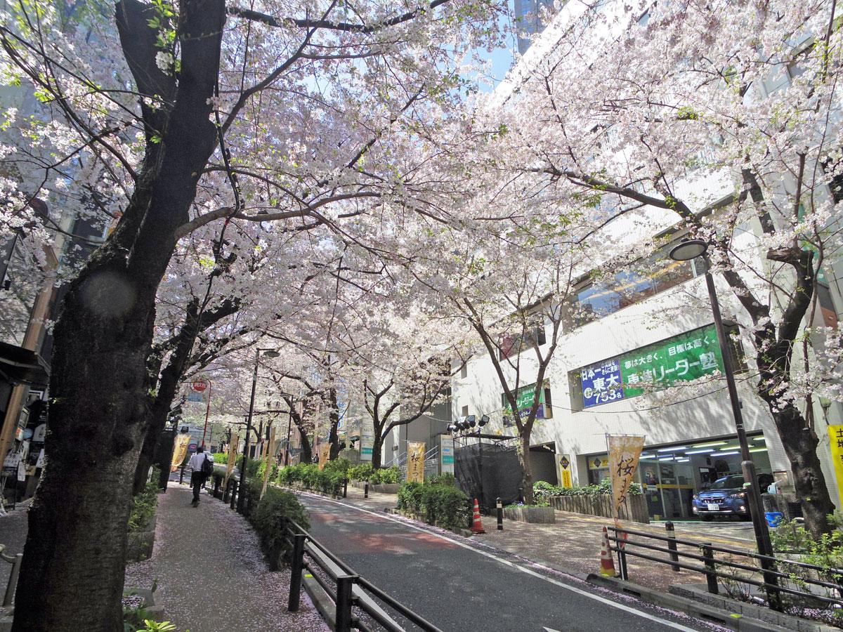 桜が見ごろを迎えているさくら坂
