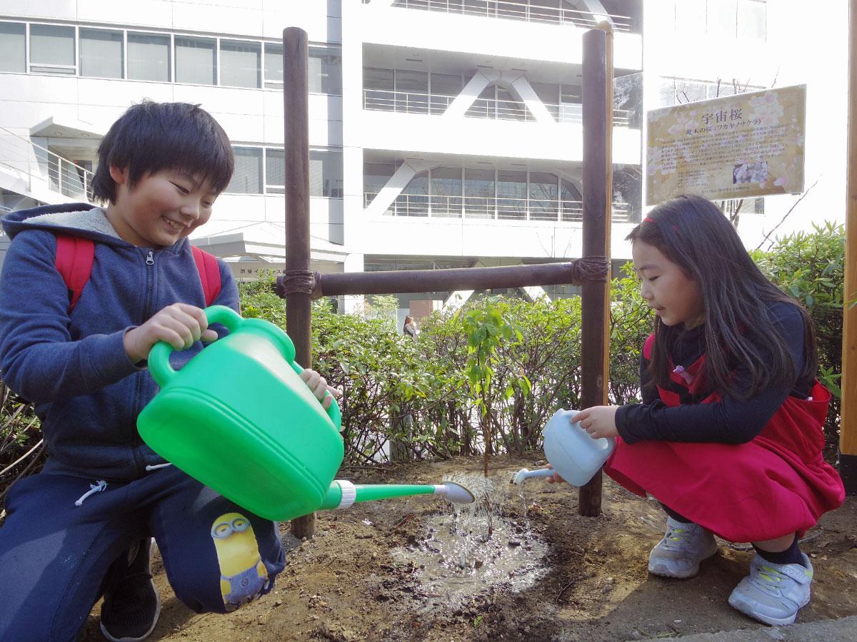 植樹した高さ約50センチの「宇宙稚木の桜」の苗木に水をまいた