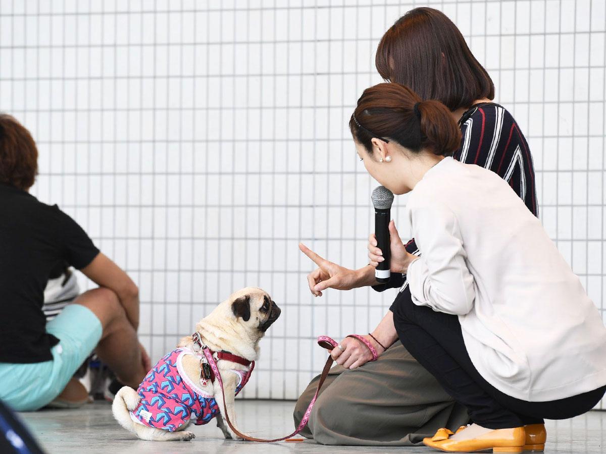 どれだけ「待て」をできるかを競う「マテ選手権」なども行う（写真は過去開催時の様子）