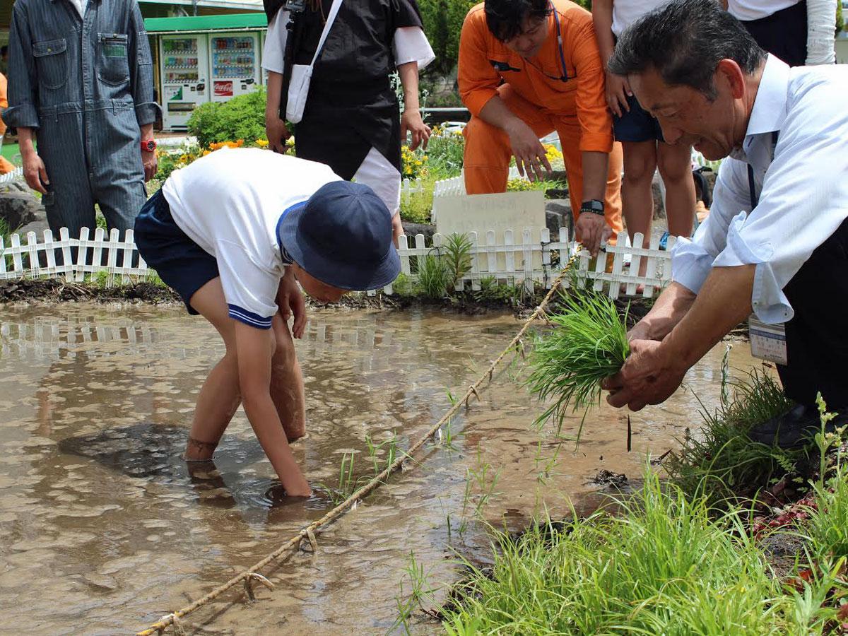 神南小学生が田植えをした