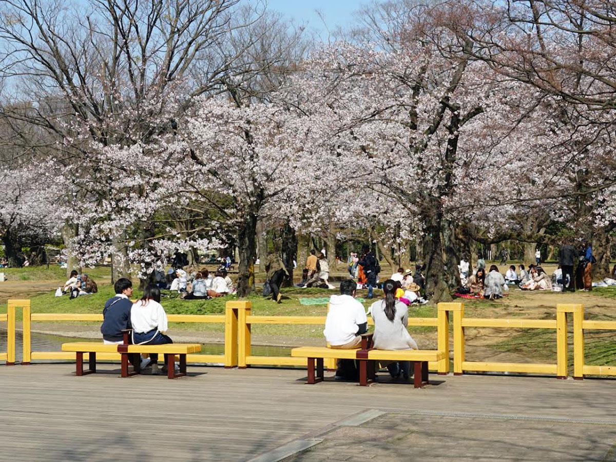 この時期は花見客も見られる代々木公園A地区