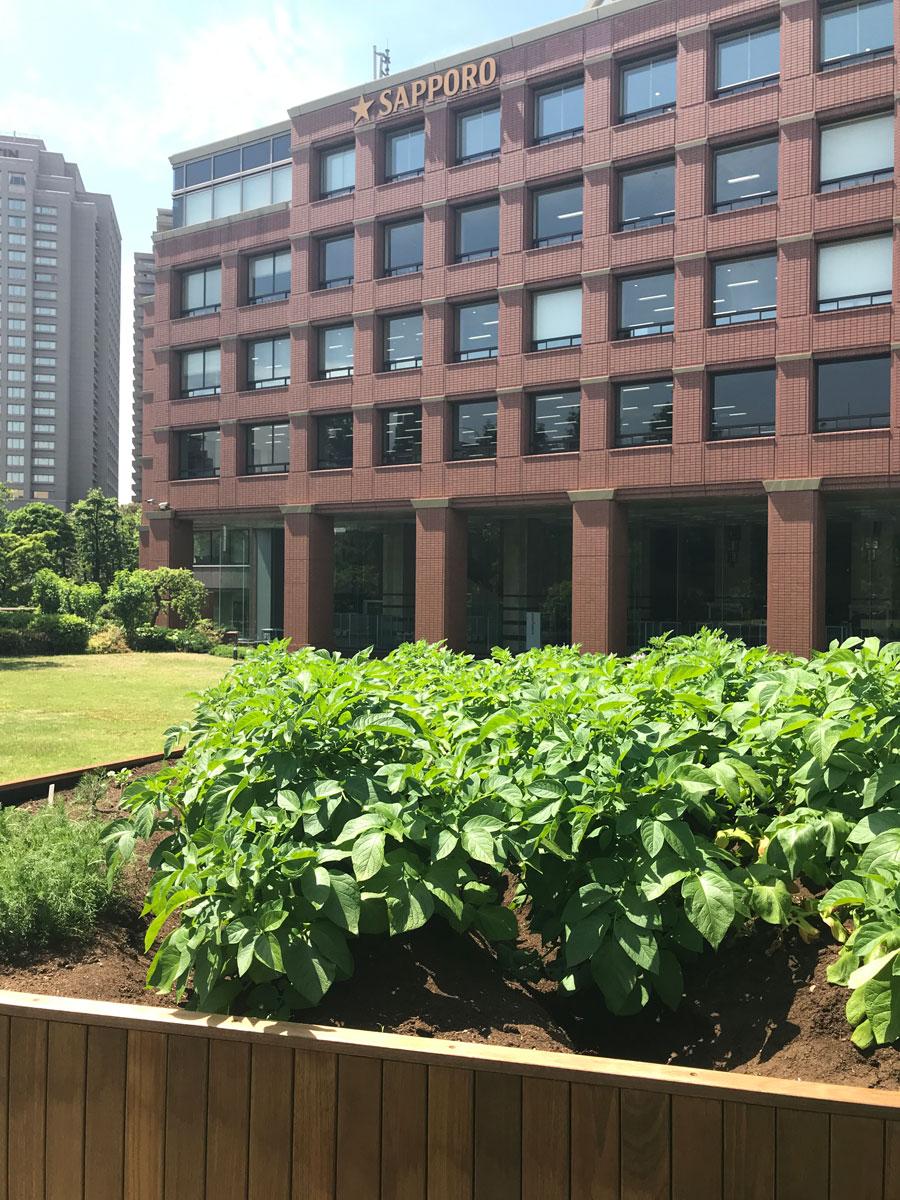サッポロ広場の一角に誕生した「YEBISU GARDEN FARM」
