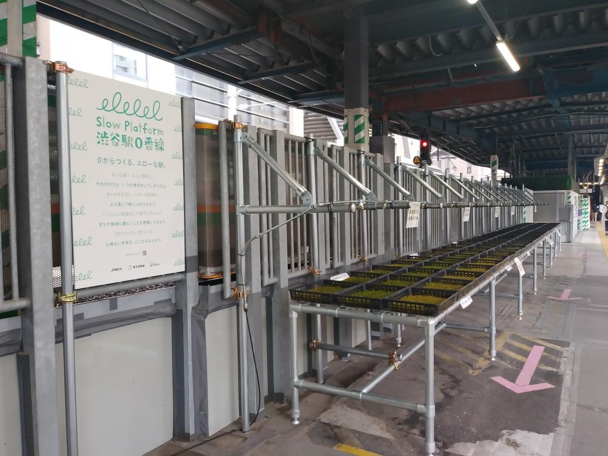 コケをホーム跡で栽培する「モスプラットフォーム」