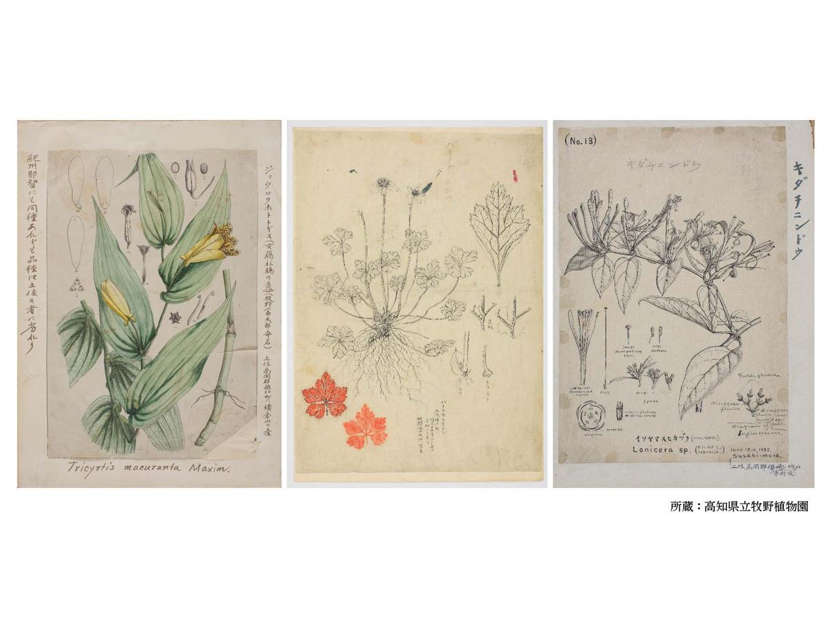 牧野富太郎が描いた植物画の複製イメージ