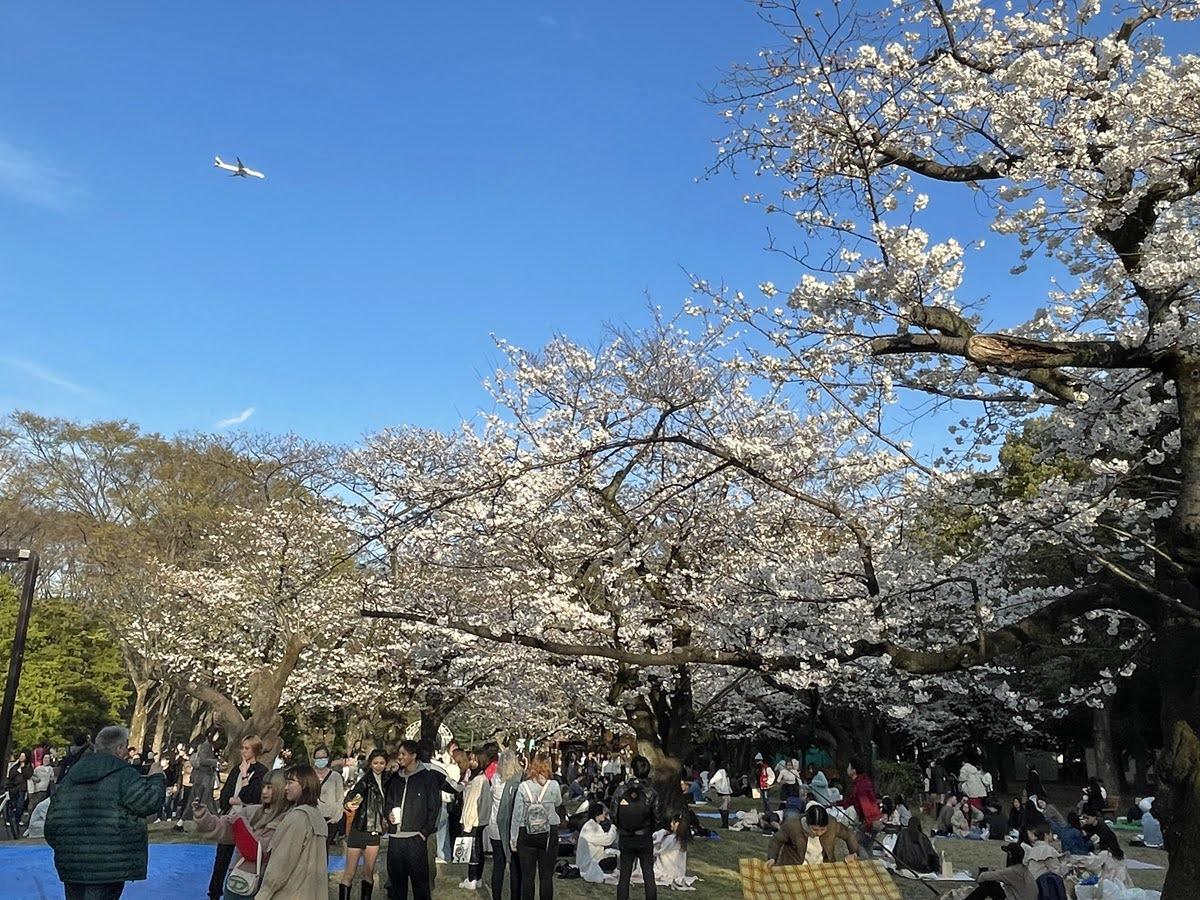 にぎわう桜のエリア