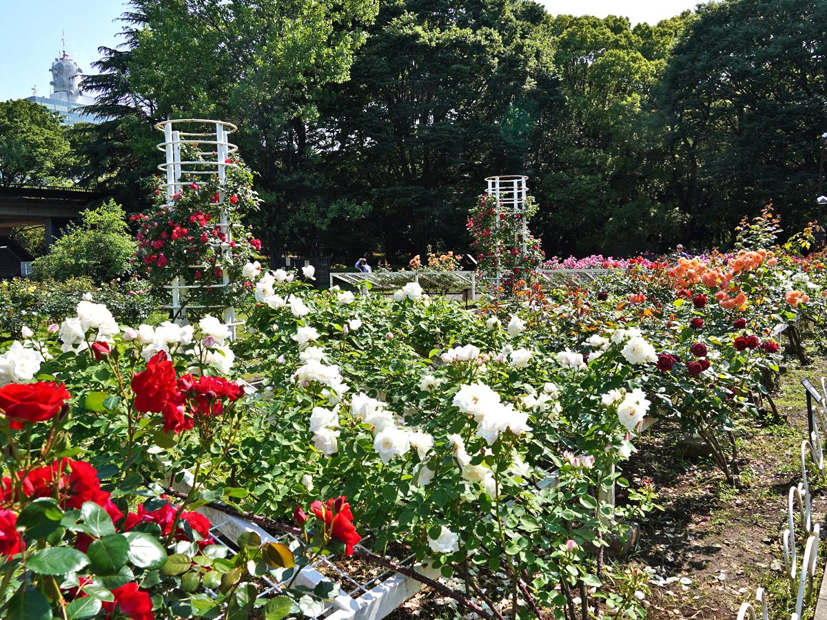 渋谷門近くのバラの園