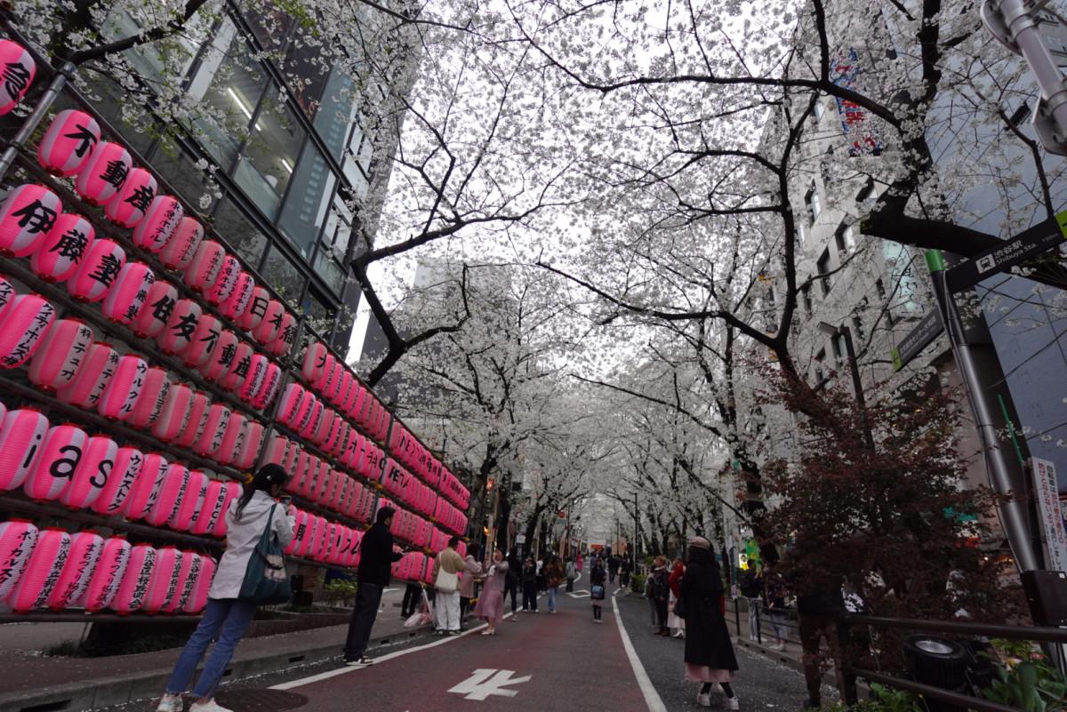 満開を迎える渋谷・桜丘「さくら坂」の桜並木