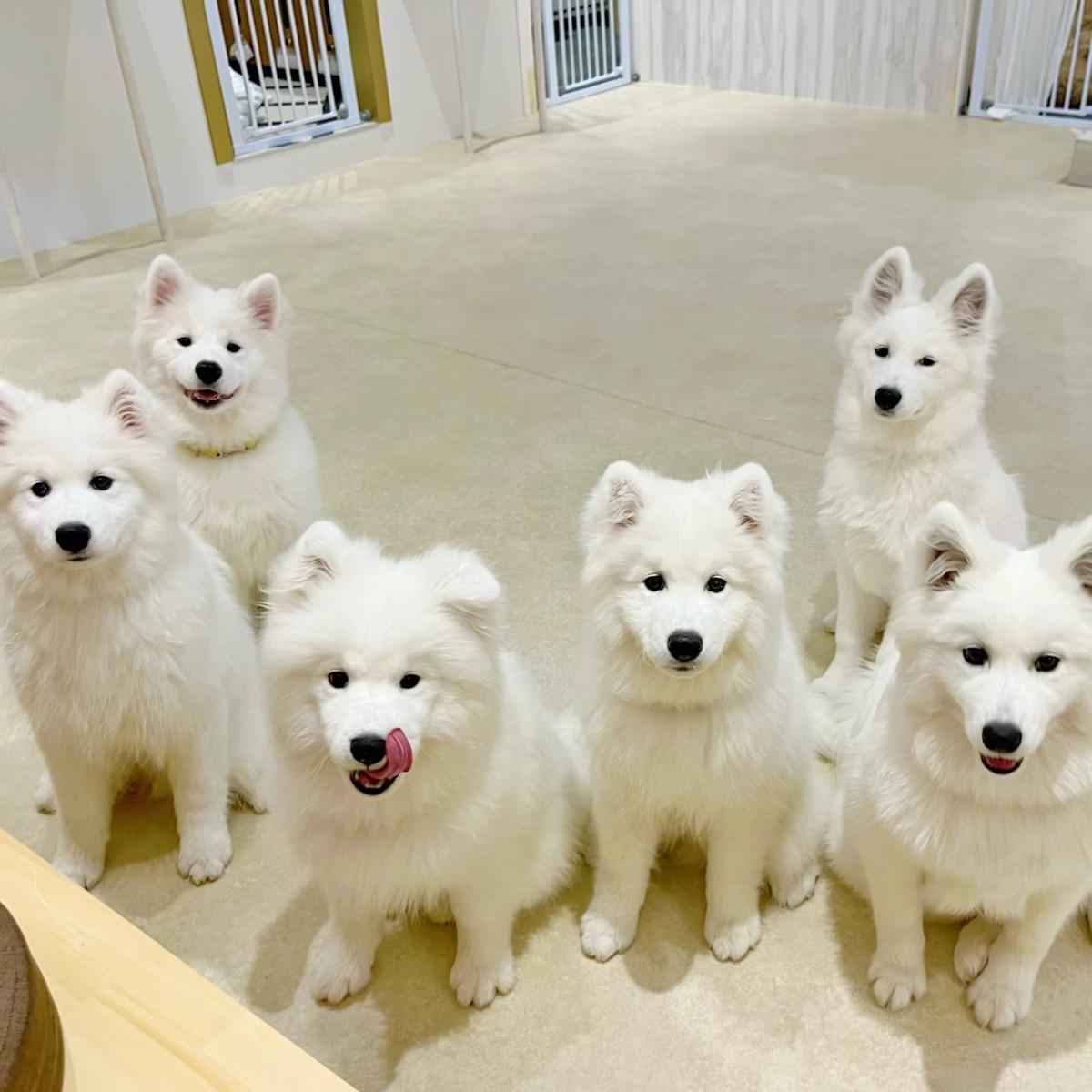 店内で客を出迎えるサモエド。10匹にはイメージカラーもあり推し投票もできる
