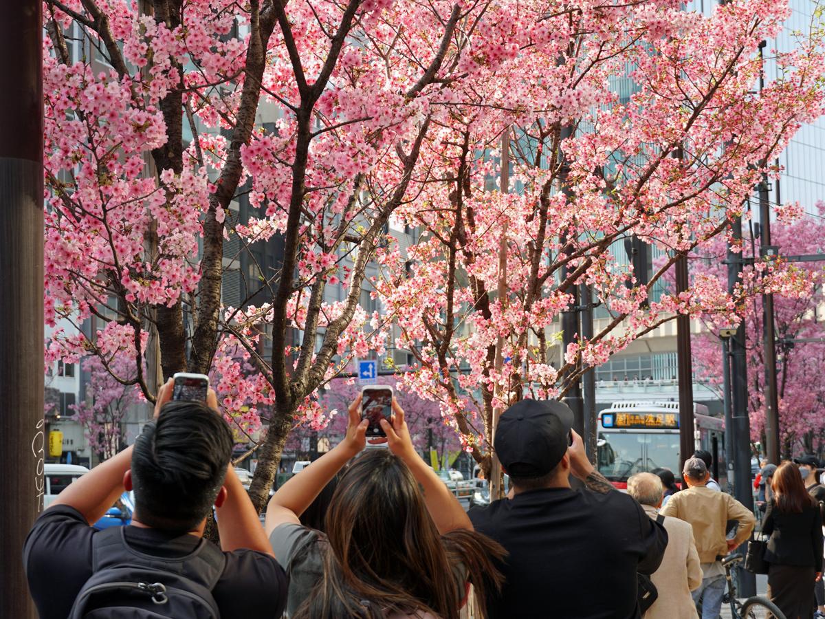 満開の陽光桜にカメラを向ける外国人観光客の姿も