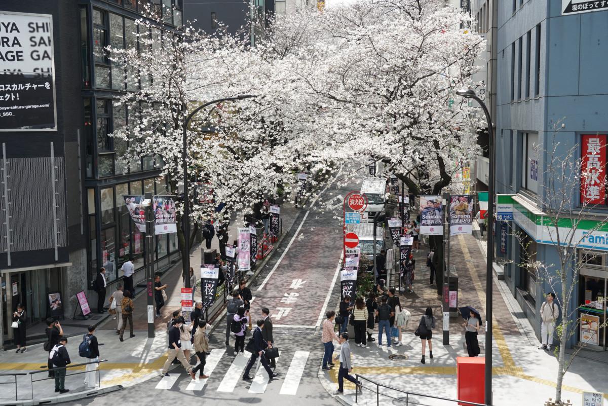満開を迎えた渋谷・桜丘「さくら坂」のソメイヨシノ（3月28日撮影）