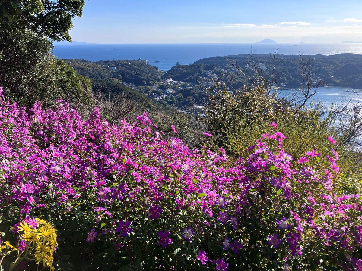 リトルエンジェルと下田の海