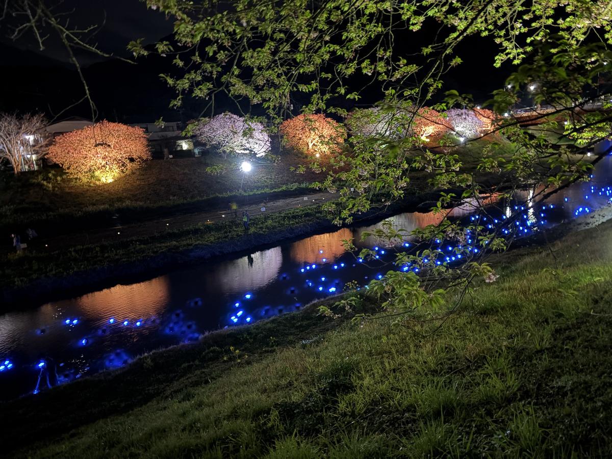 夜桜イルミネーションとのコントラストが印象的