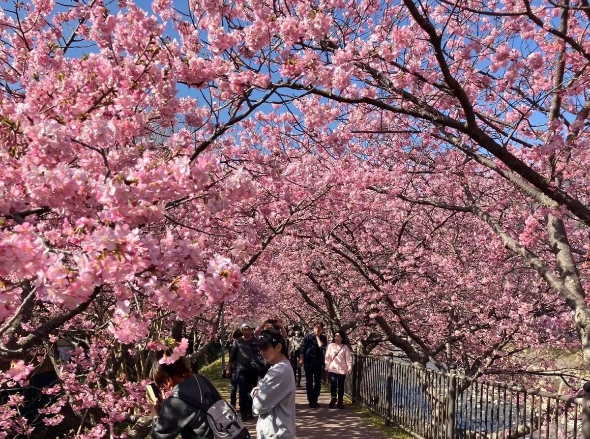 昨年の見頃時の「河津桜まつり」の様子