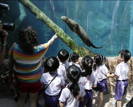 世界最大のカワウソが水中トンネルを泳ぐ様子も見学できる。写真は3日の様子