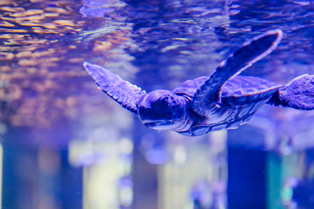 展示水槽で泳ぐアオウミガメの赤ちゃん