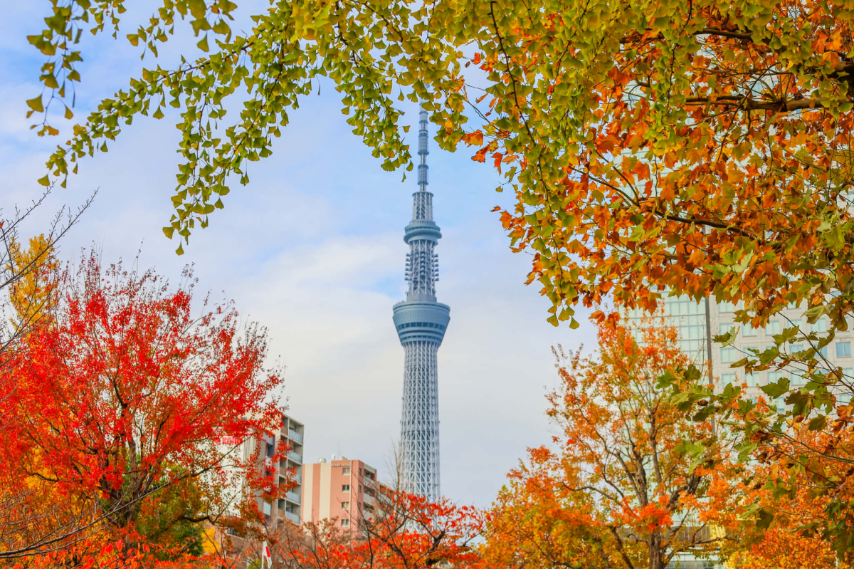 イチョウや桜の木の間からスカイツリーが見える（写真提供＝墨田区）