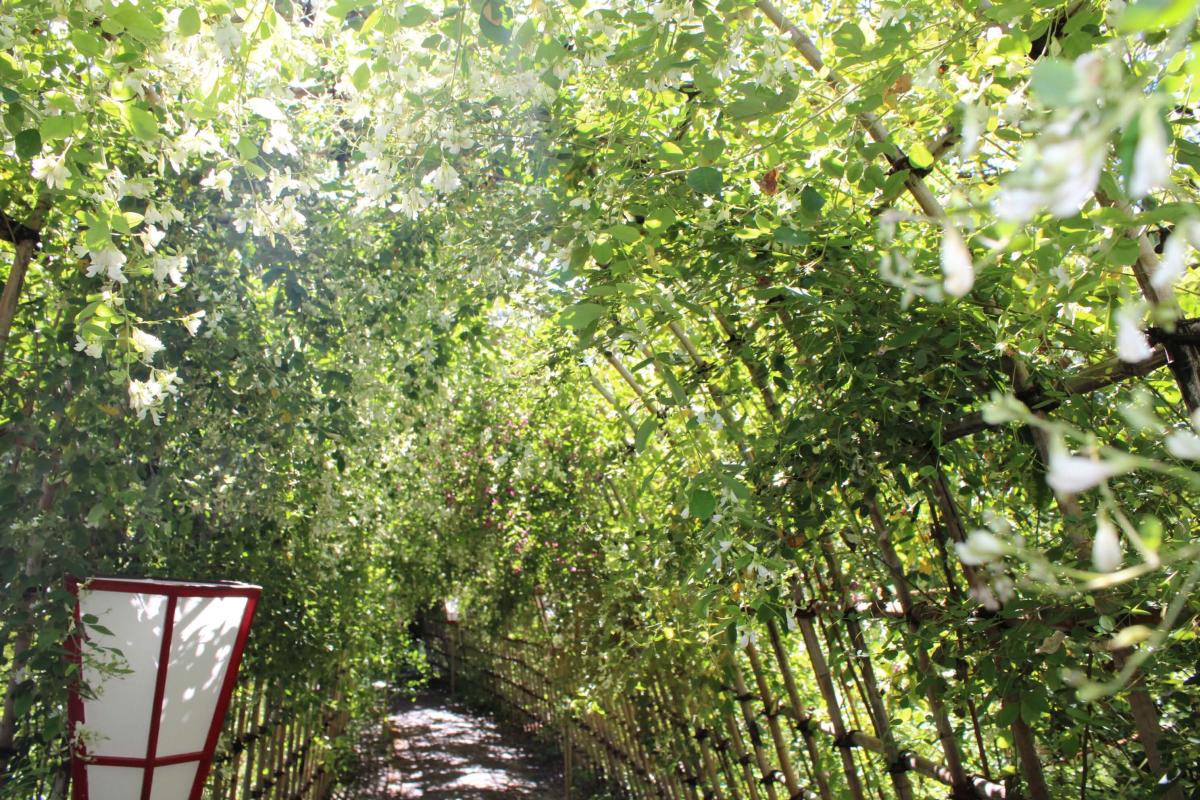 向島百花園のハギのトンネル（写真提供＝公益財団法人　東京都公園協会）