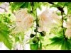 幻の花咲く、問題は開花時間 ぐんまフラワーパーク「サガリバナ」