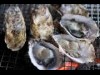 福岡・長浜の鮮魚市場会館で「農林水産まつり」 展示即売や飲食ブースも
