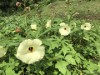 立山町在住の和紙職人が育てた花オクラ、初出荷 和紙の原料を余すことなく