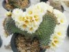 富山でサボテン愛好家の展示会 1年間の成長を比較する「競作の部」も
