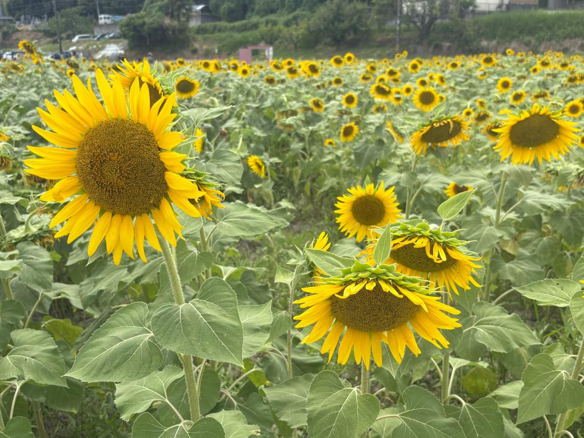 約1万本のヒマワリの花が咲き誇る会場の様子