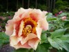 つくば牡丹園で「春の庭へ」-世界で唯一のボタン「トリビュート」も開花