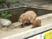 カピバラの赤ちゃん「ユズちゃん」お披露目公開－上野動物園