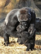 上野動物園、地震による被害無し－福島からカワウソの受け入れも予定