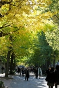 上野公園でイチョウが色付き始める－紅葉の見頃は今週末