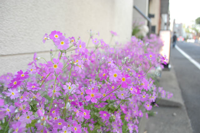 谷中の筆店「タカヤマ」前の「さくら草」見頃に 4月中旬まで
