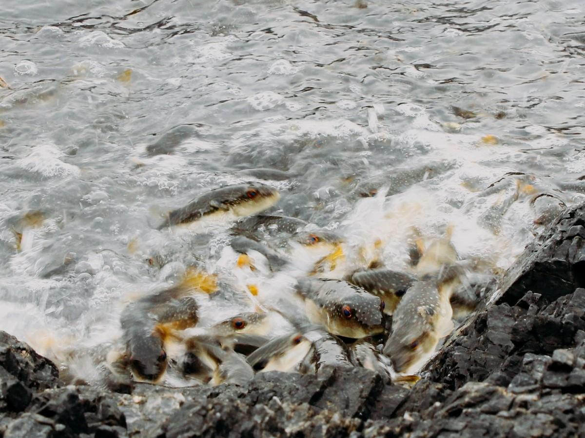 海面を泡立たせながら産卵するクサフグの群れ