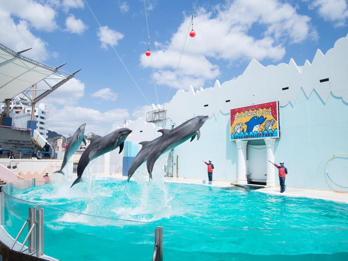 「神戸市立須磨海浜水族園(通称=スマスイ)」イルカライブの様子 写真提供=神戸市
