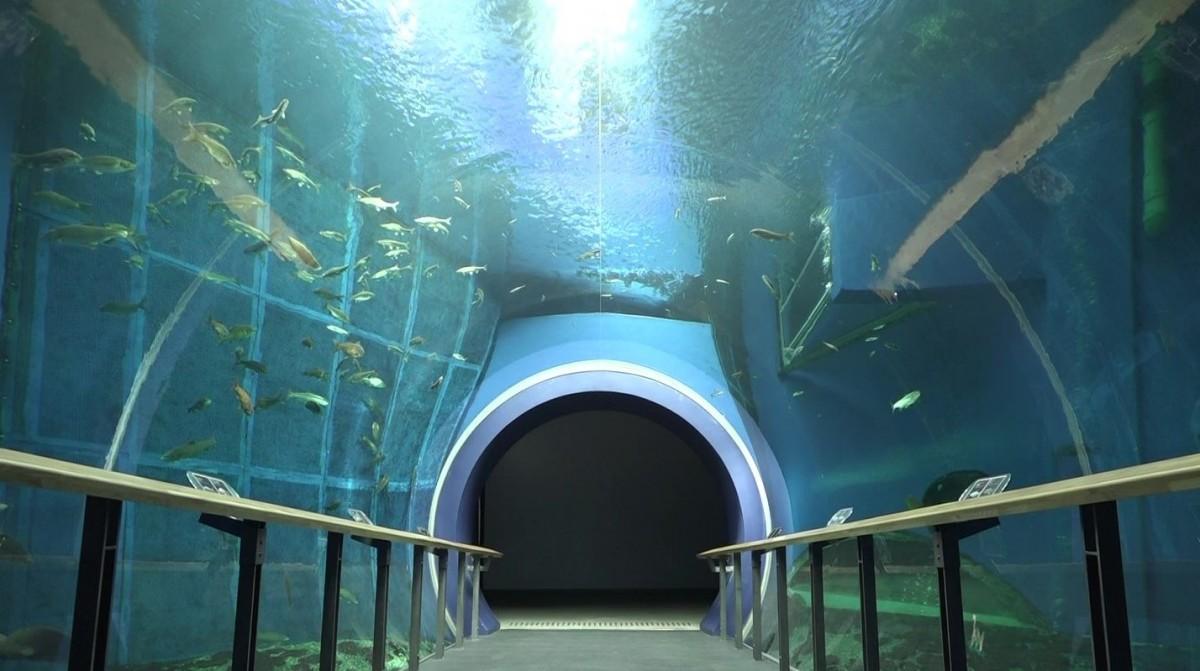 琵琶湖博物館のトンネル水槽