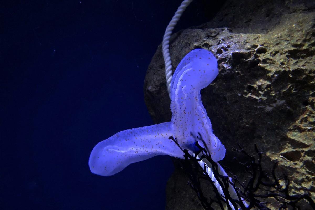 江の島沖水深130メートルで発見したコトクラゲ。写真は現在の展示水槽での様子