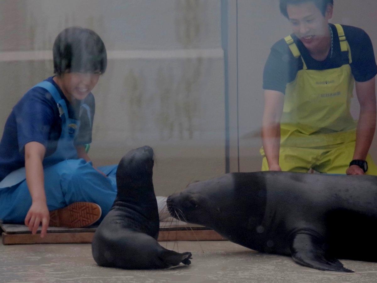 伊勢志摩の水族館、コロナ禍で動物の赤ちゃん誕生 飼育員のやりがいに(撮影=岩咲滋雨)