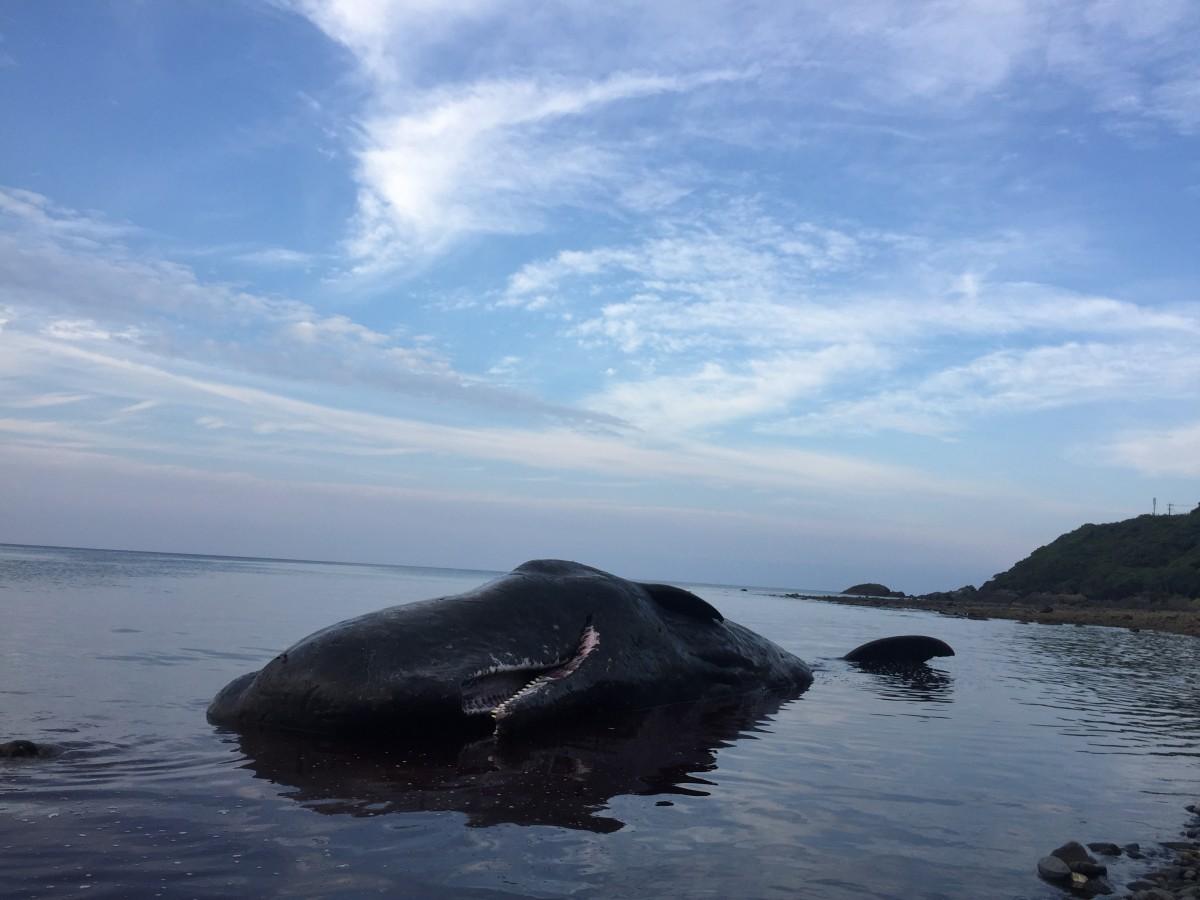 漂着したマッコウクジラは傷もなく黒々